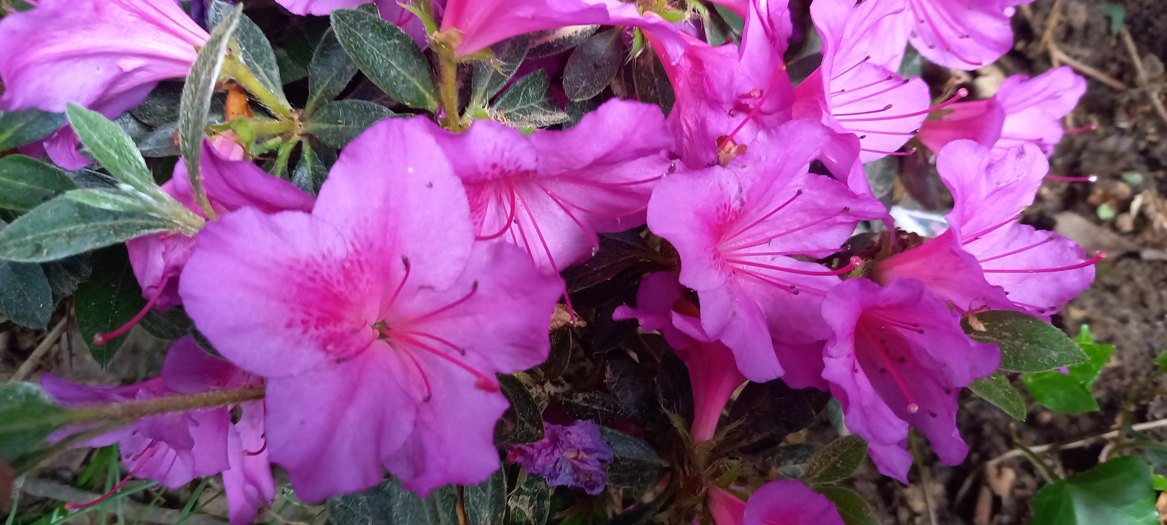 Rhododendron japonica 'Chelsoni'