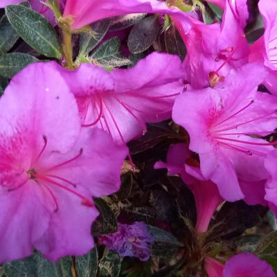 Rhododendron japonica 'Chelsoni'