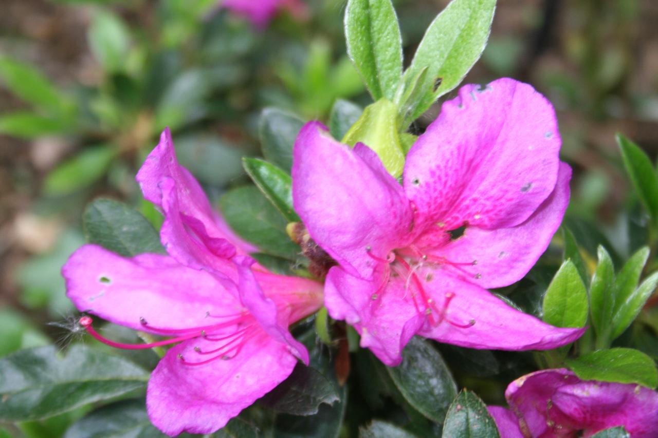 Rhododendron japonica 'Chelsoni'