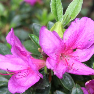 Rhododendron japonica 'Chelsoni'