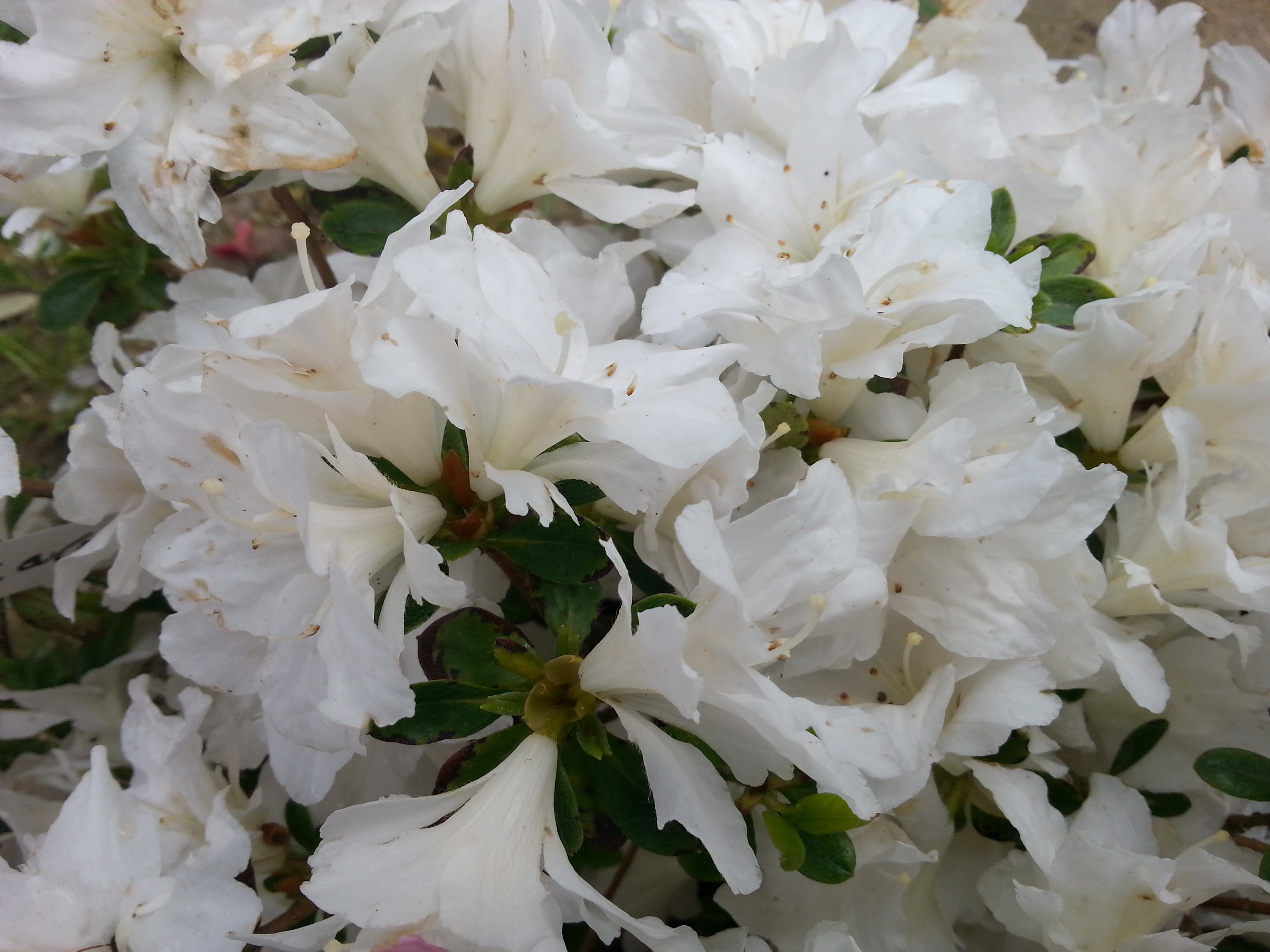 Rhododendron japonica 'Darius'