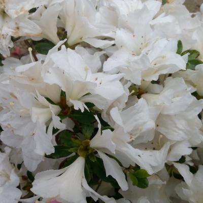 Rhododendron japonica 'Darius'