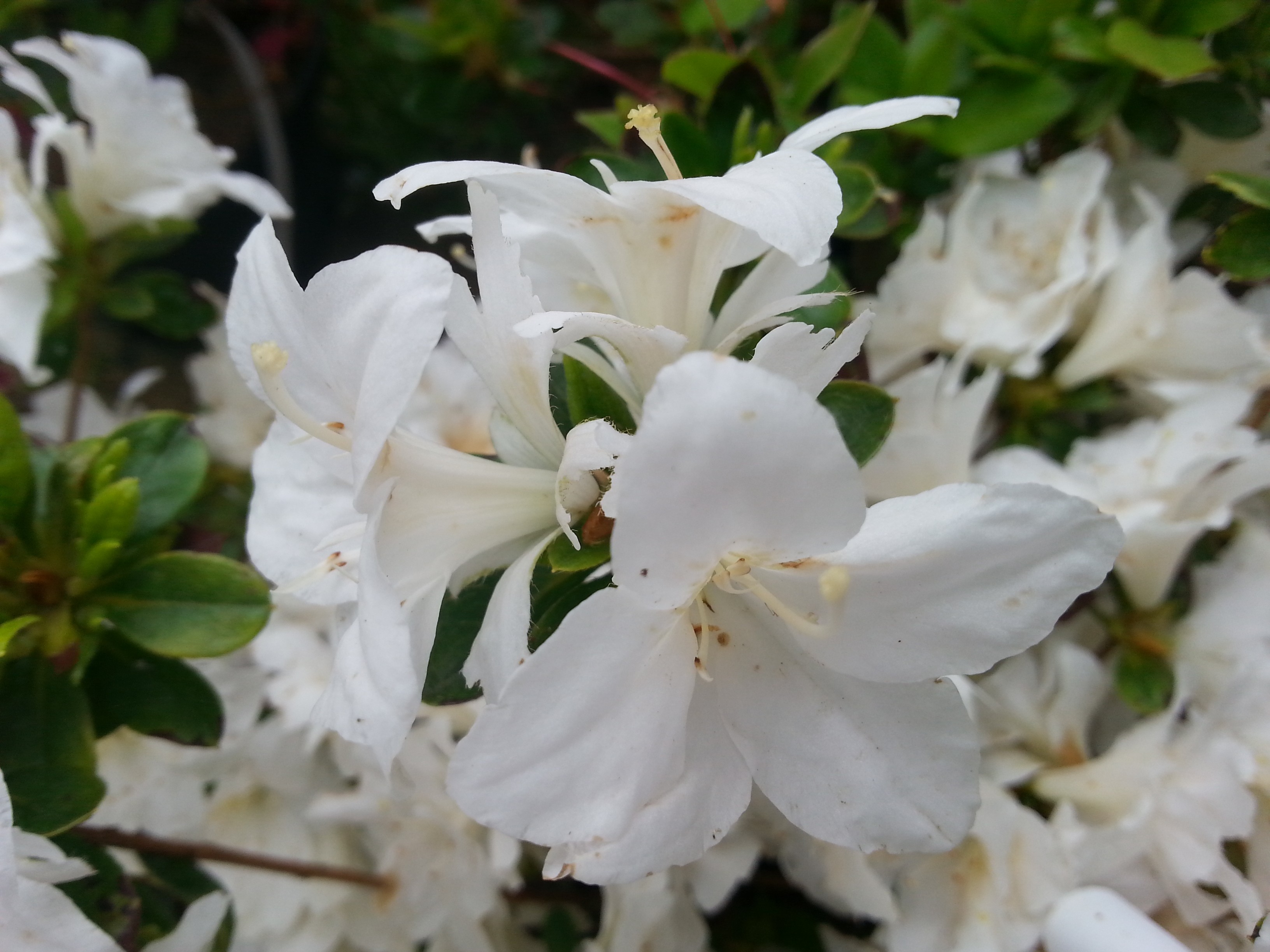 Rhododendron japonica 'Darius'