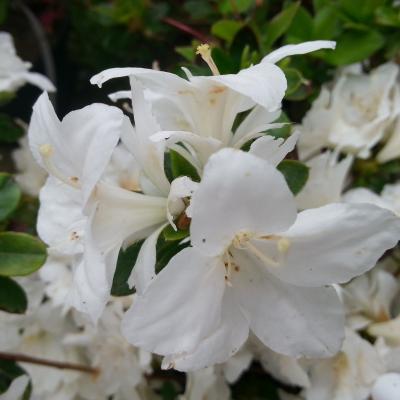 Rhododendron japonica 'Darius'