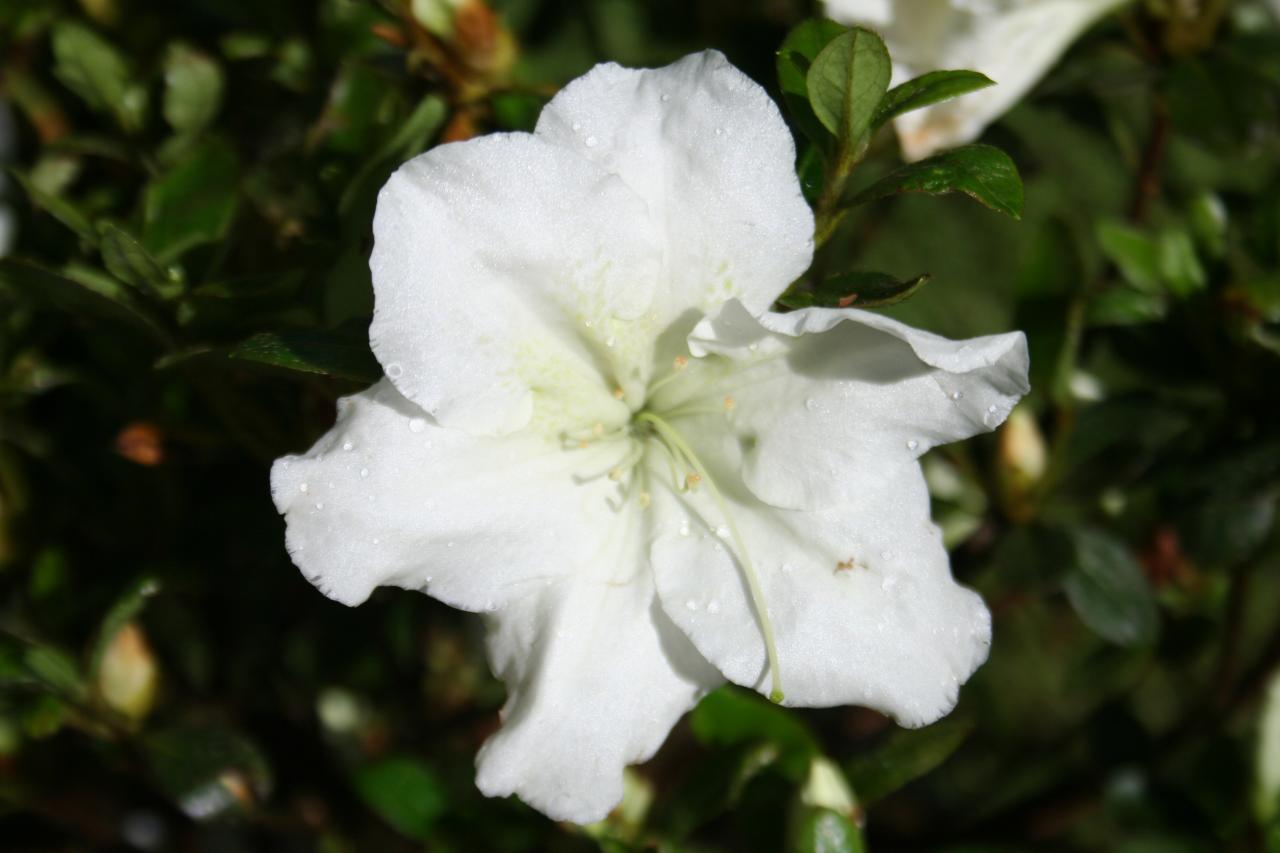 Rhododendron japonica 'Dorothy Hayden'-2-