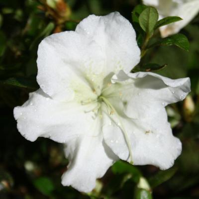 Rhododendron japonica 'Dorothy Hayden'