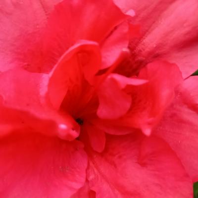 Rhododendron japonica ENCORE© 'Automn Fire'