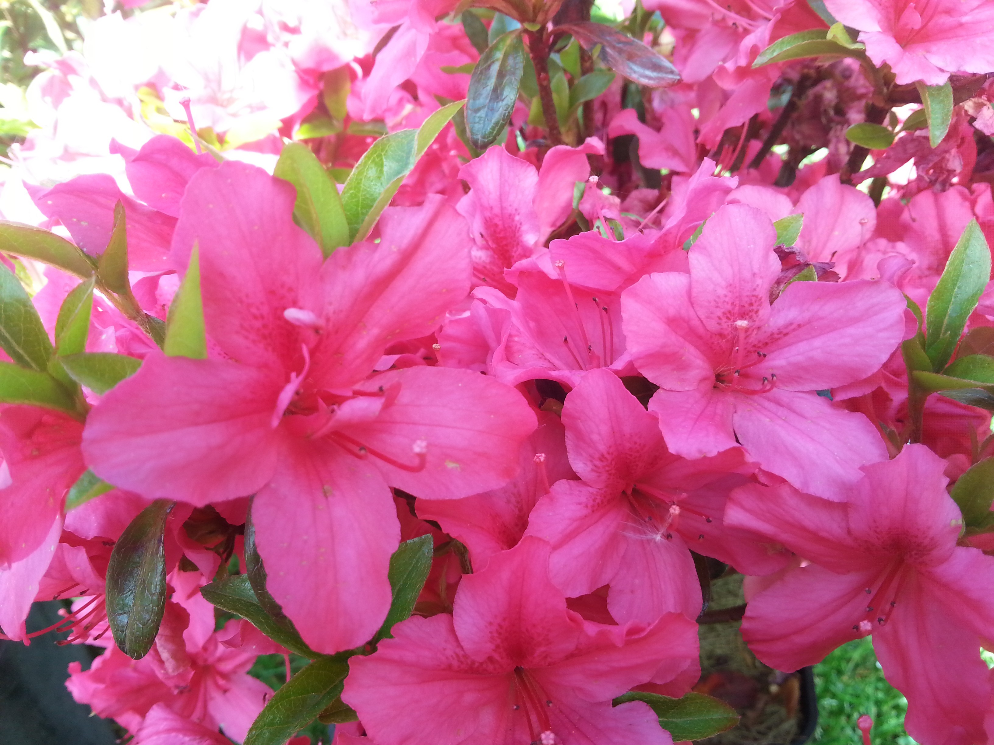 Rhododendron japonica 'Excelsior'