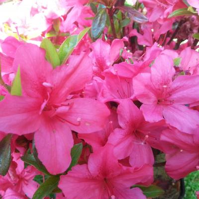 Rhododendron japonica 'Excelsior'