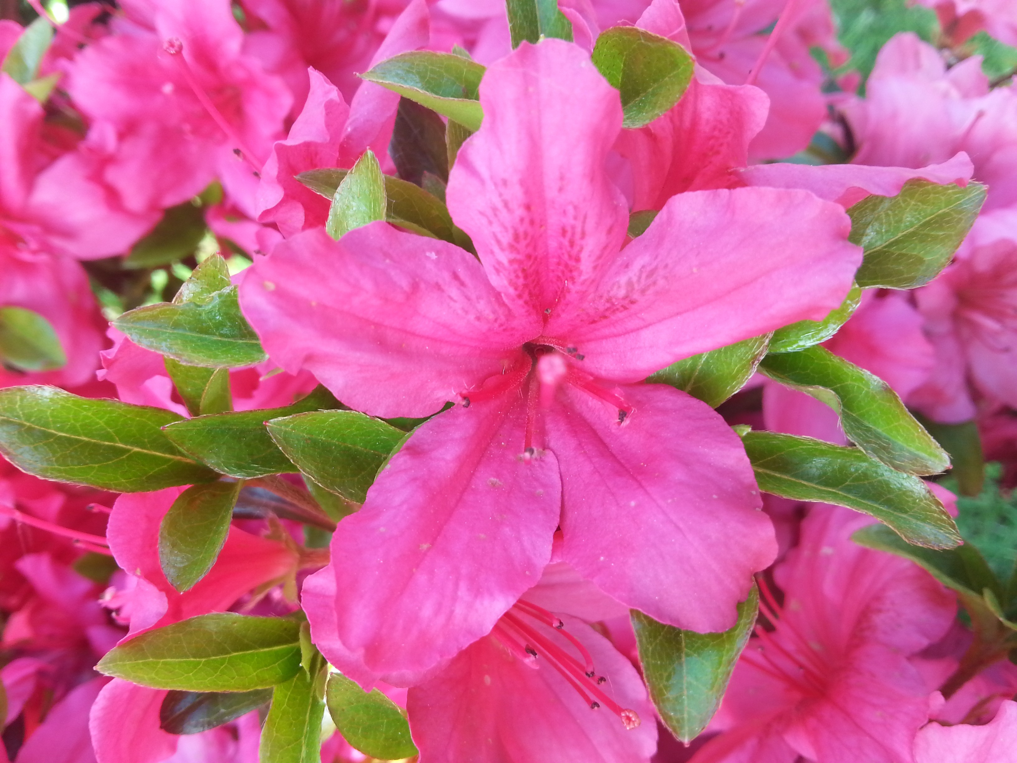 Rhododendron japonica 'Excelsior'