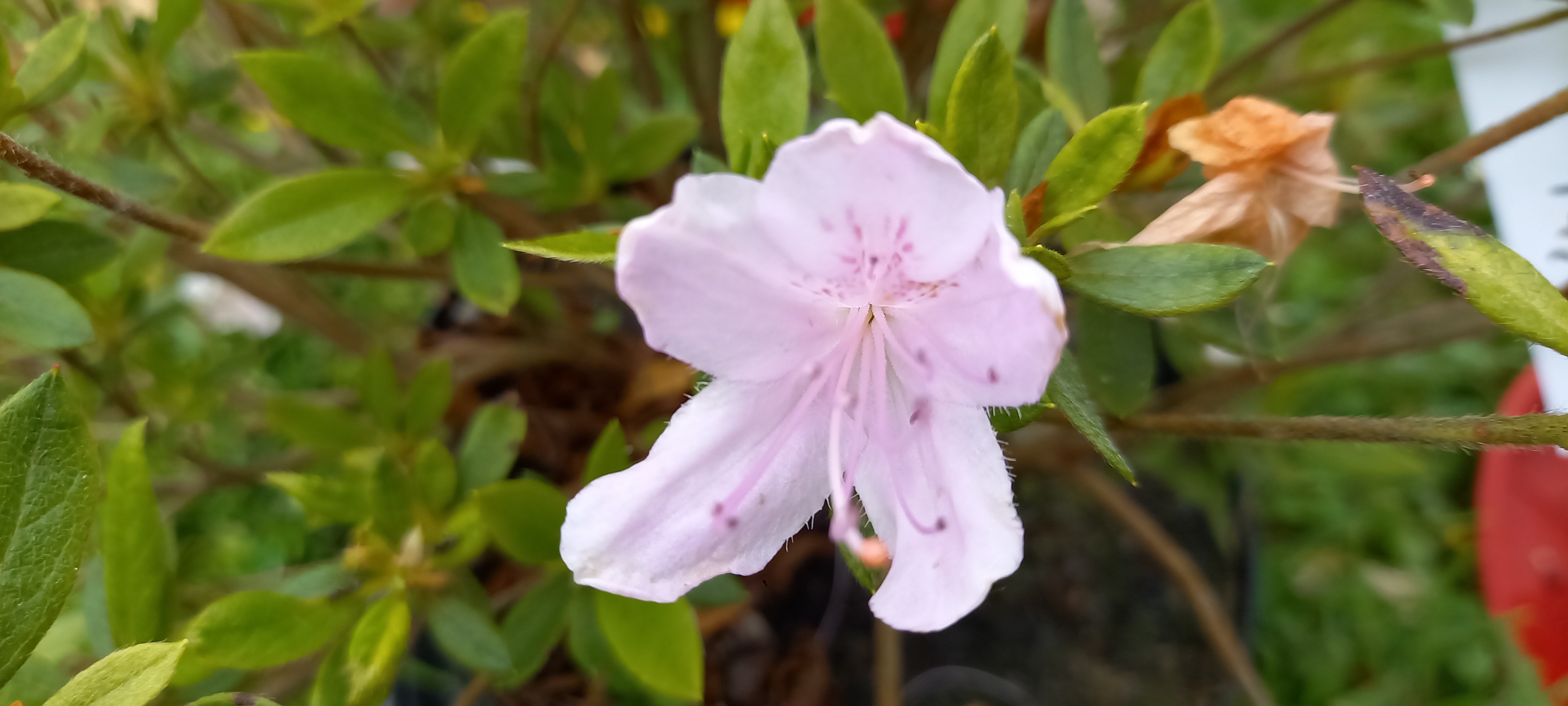 Rhododendron japonica 'flo rose STERVINOU'