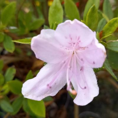 Rhododendron japonica 'flo rose STERVINOU'