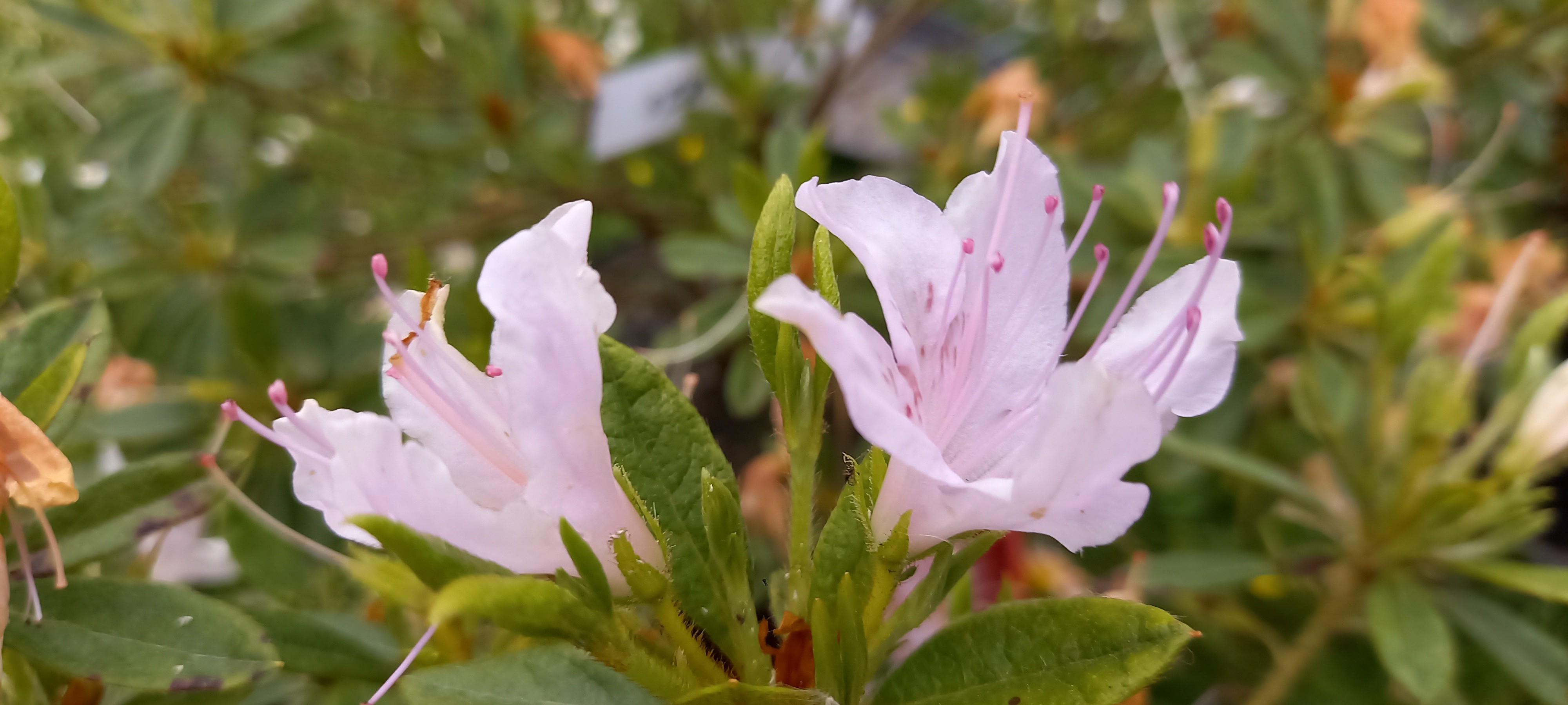 Rhododendron japonica 'flo rose STERVINOU'