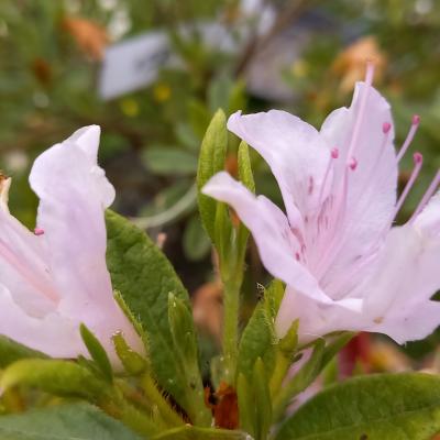 Rhododendron japonica 'flo rose STERVINOU'
