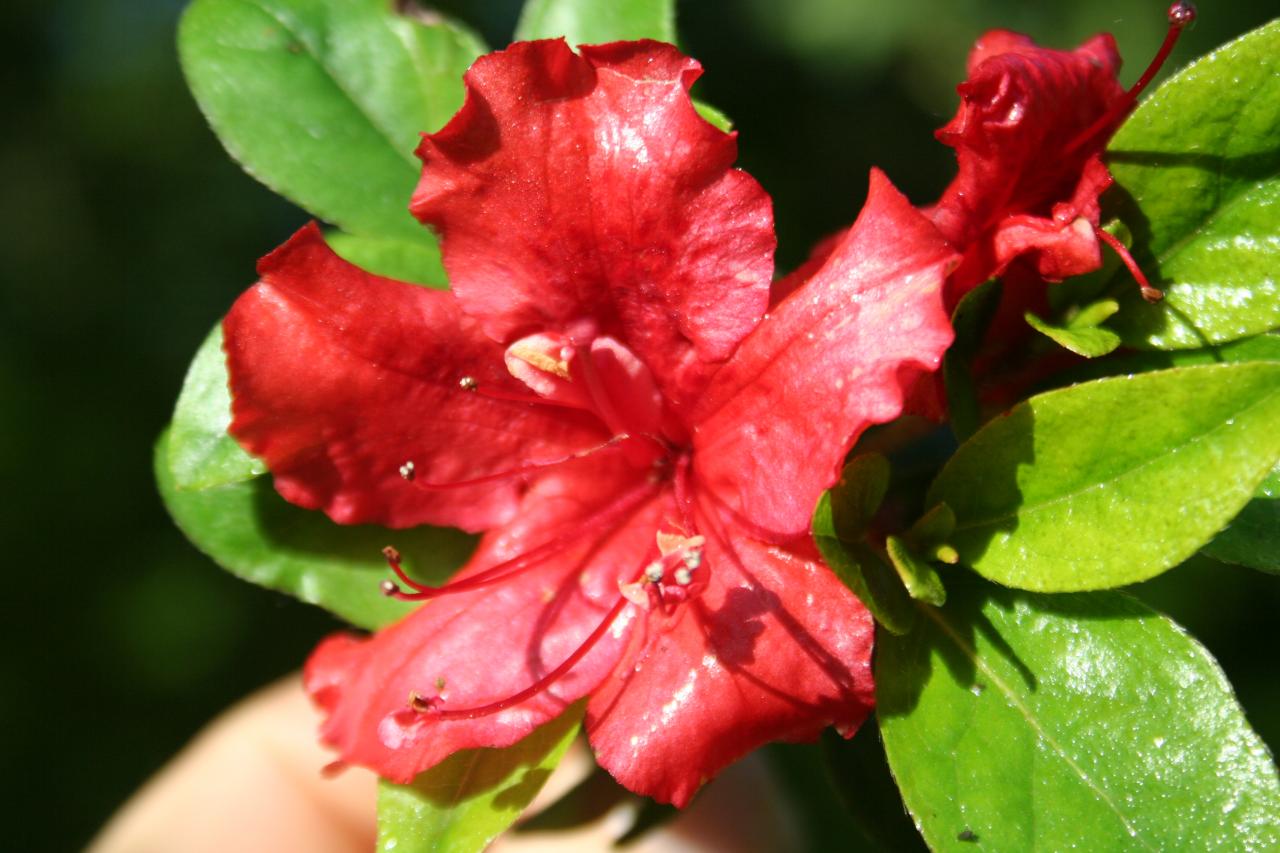 Rhododendron japonica 'Hot Shot Variegated'