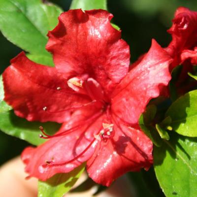 Rhododendron japonica 'Hot Shot Variegated'-4-
