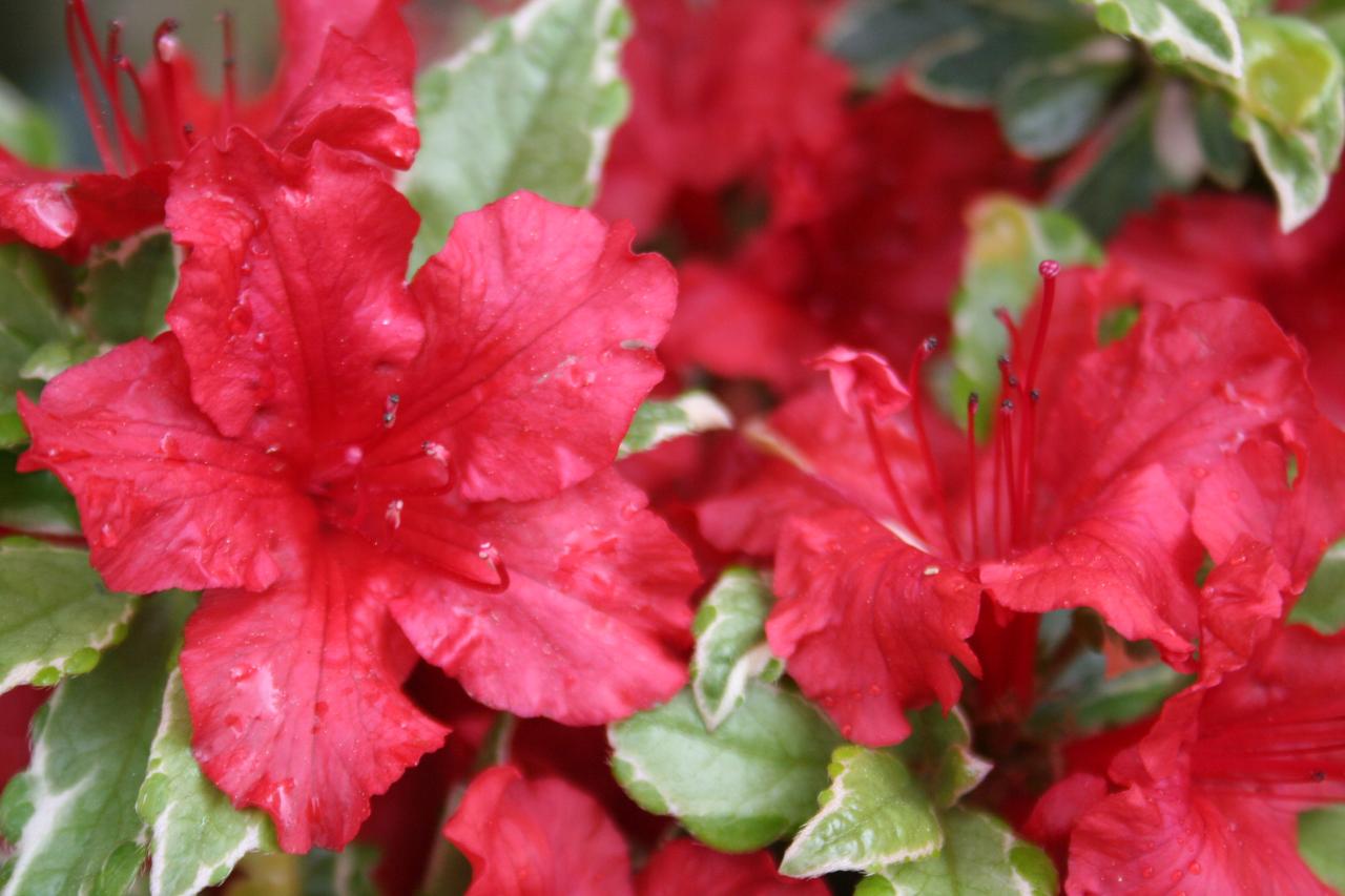 Rhododendron japonica 'Hot Shot Variegated'