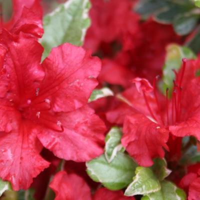 Rhododendron japonica 'Hot Shot Variegated'-5-