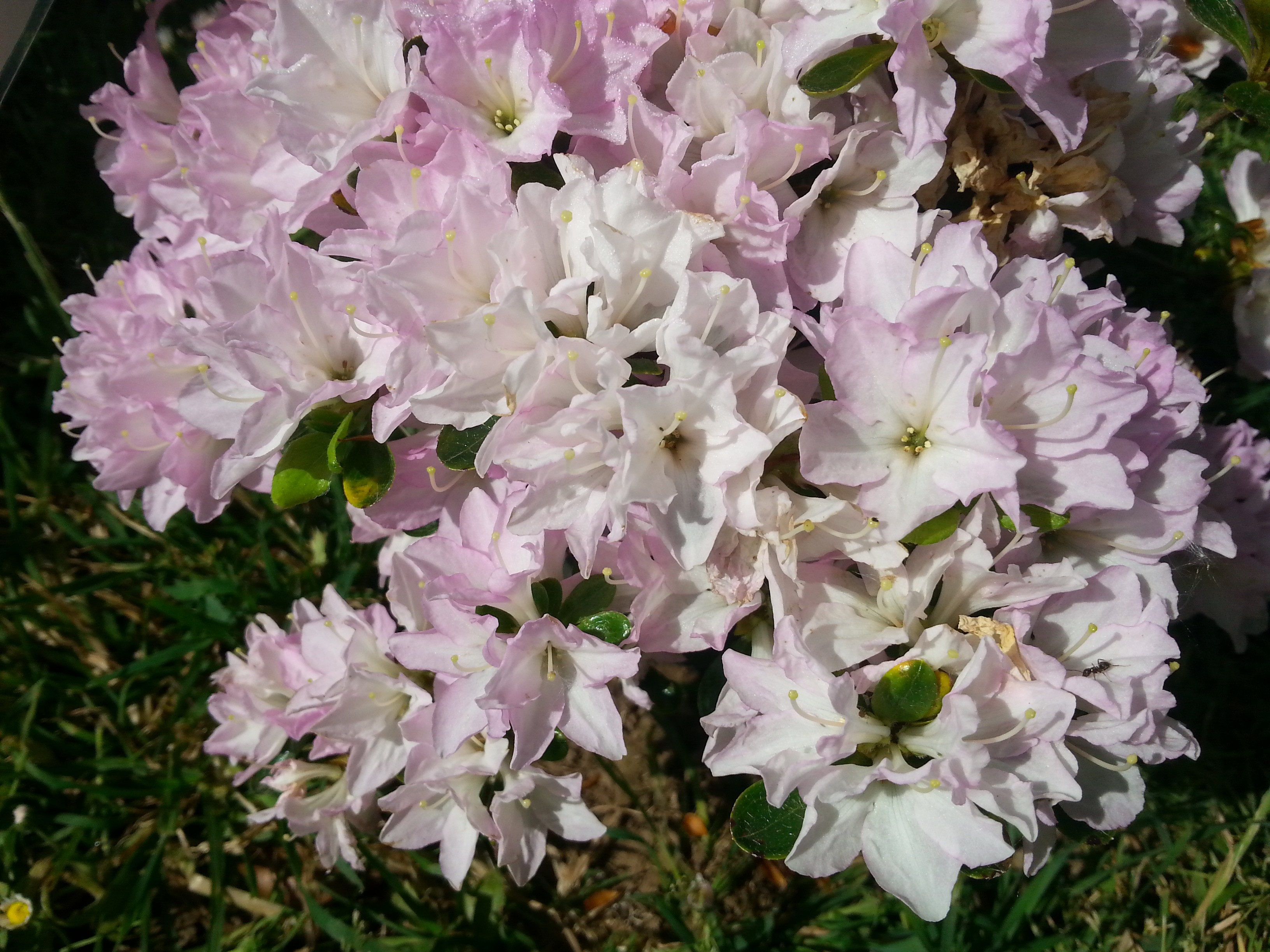 Rhododendron japonica 'Iroha-yama'