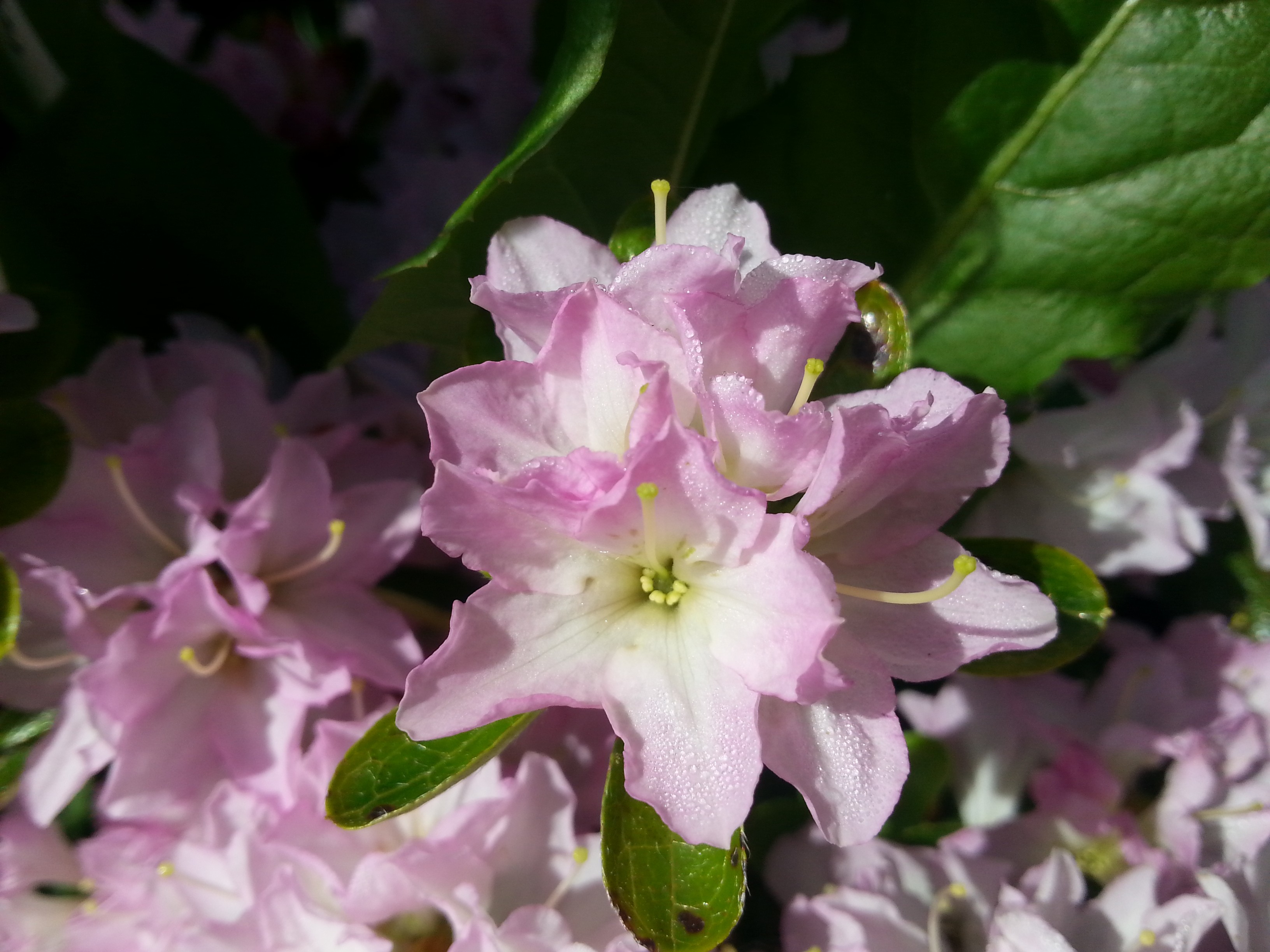 Rhododendron japonica 'Iroha-yama'