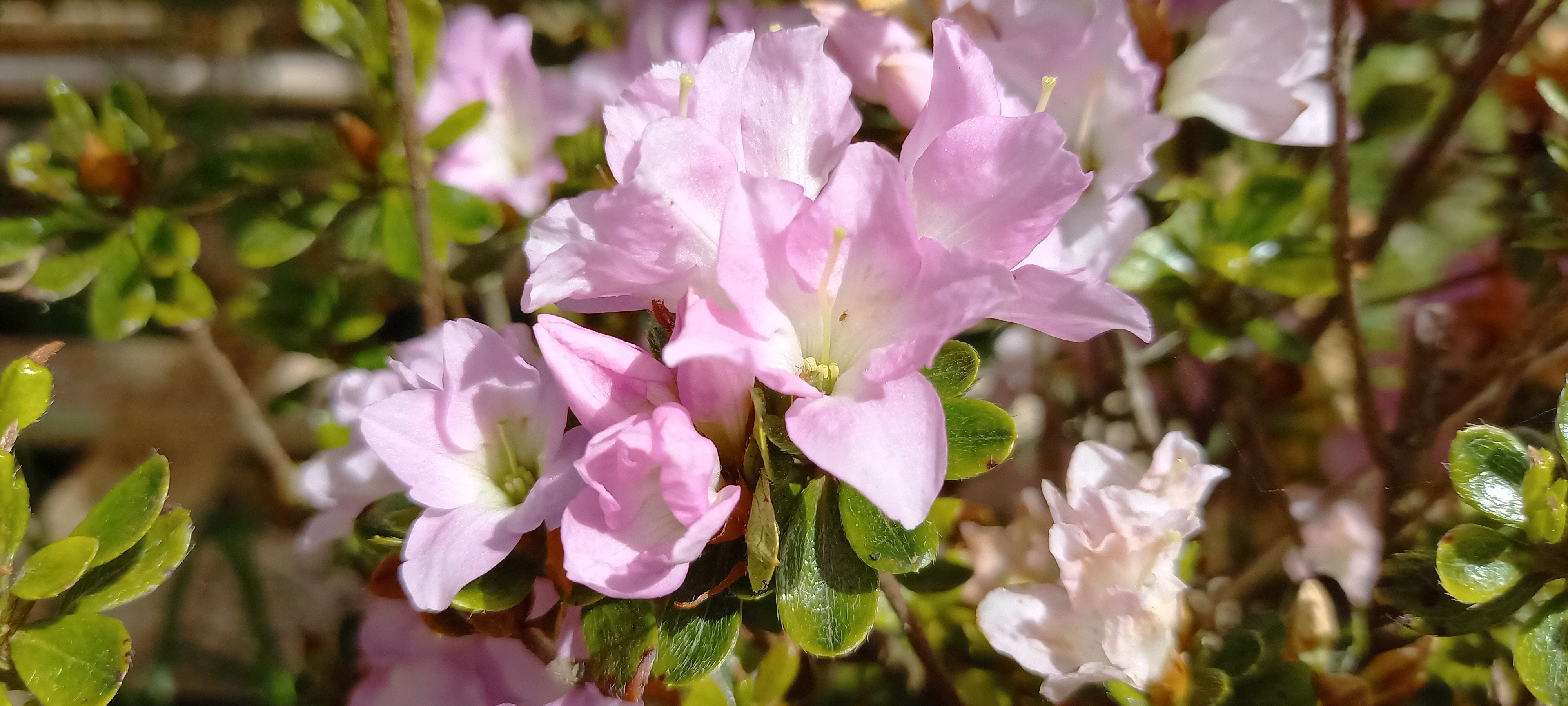 Rhododendron japonica 'Iroha-yama'