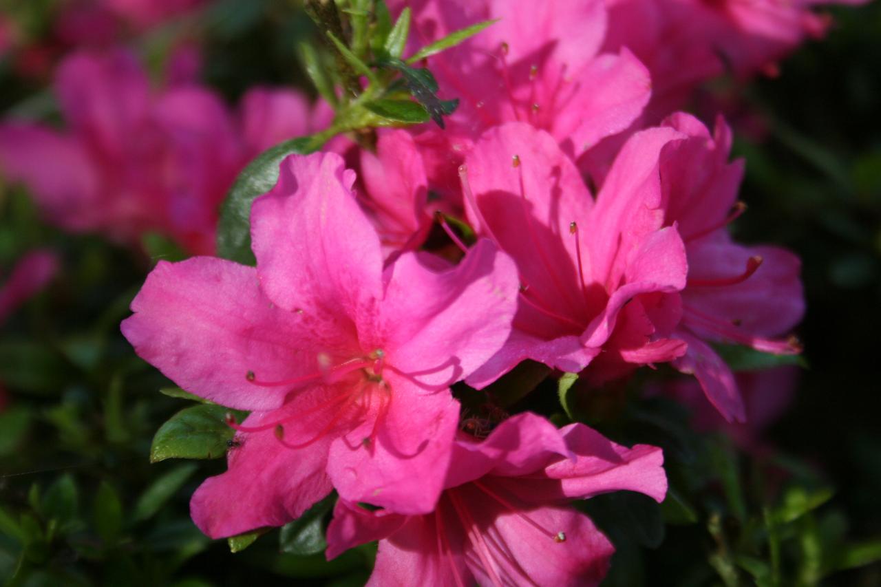 Rhododendron japonica 'Isabella'