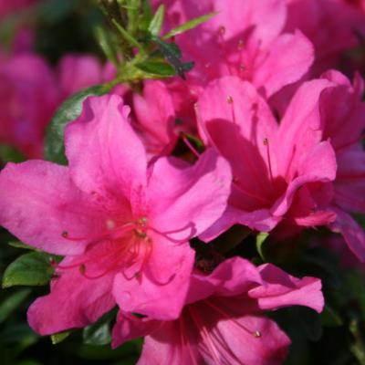 Rhododendron japonica 'Isabella'-2-