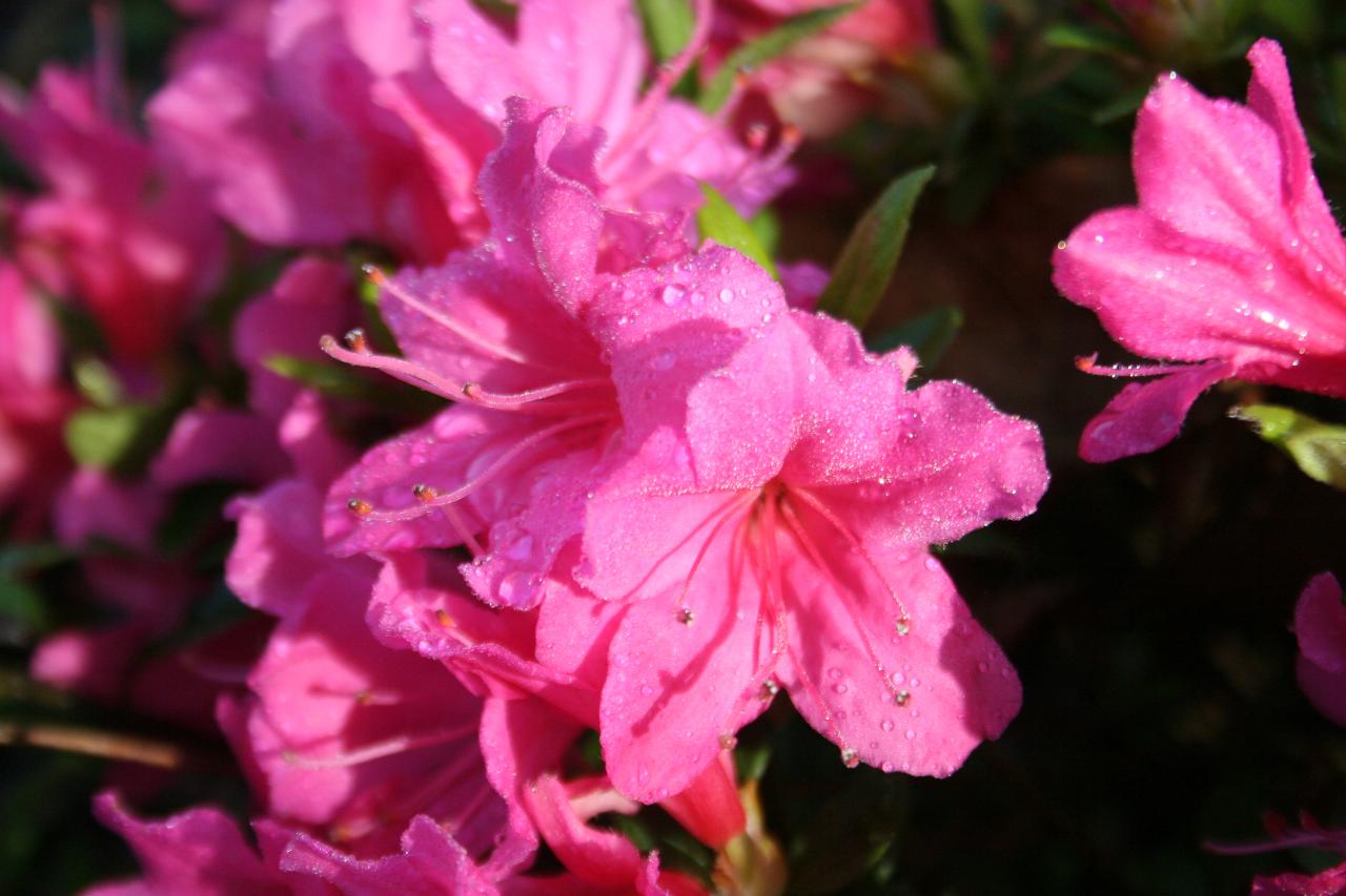 Rhododendron japonica 'Isabella'