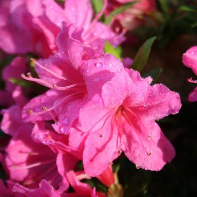 Rhododendron japonica 'Isabella'-5-