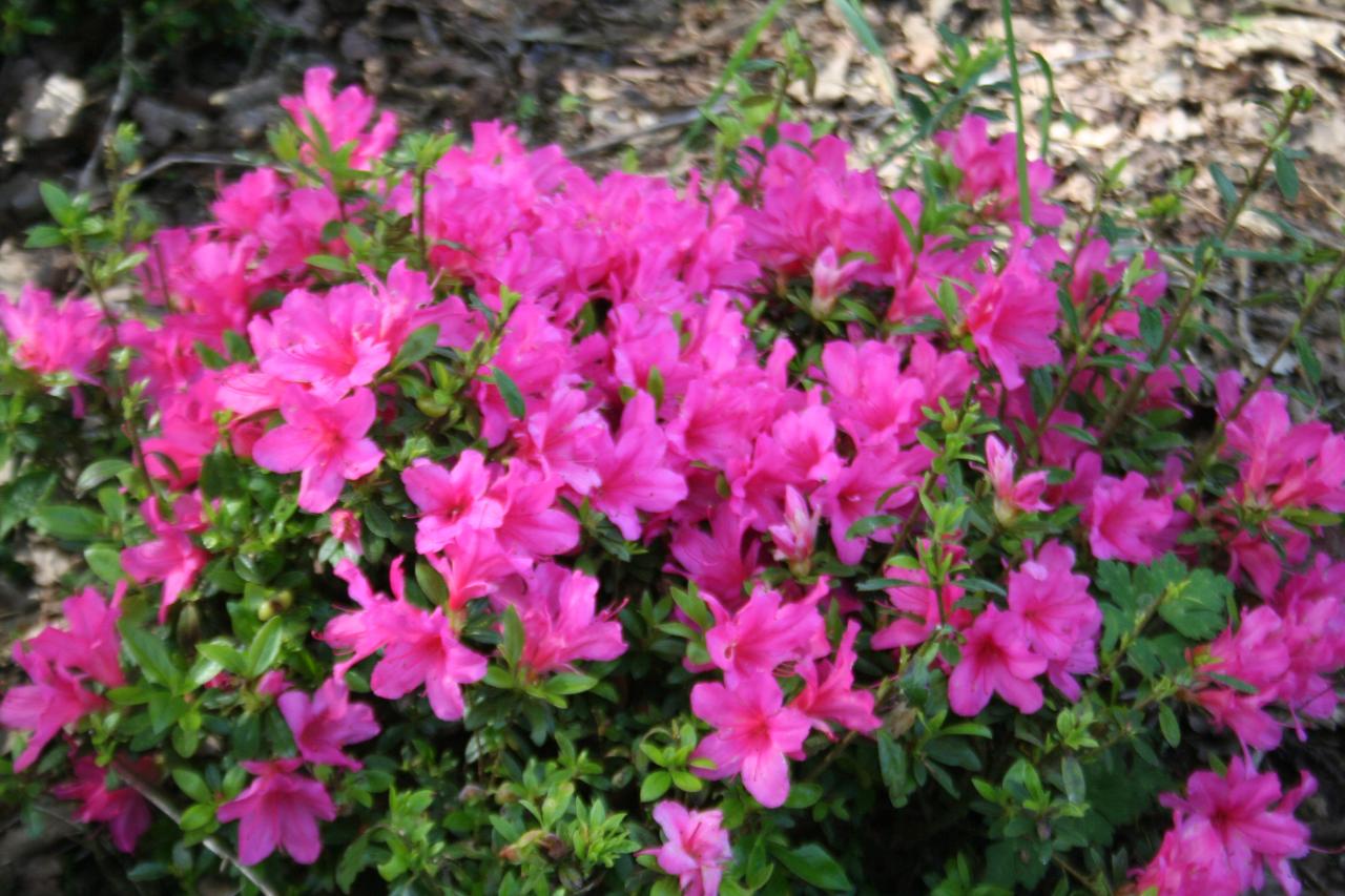 Rhododendron japonica 'Isabella'