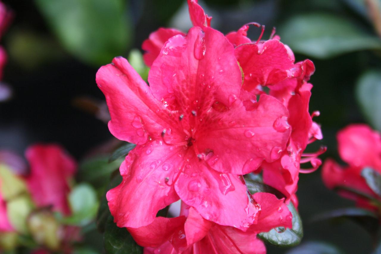 Rhododendron japonica 'Johanna'