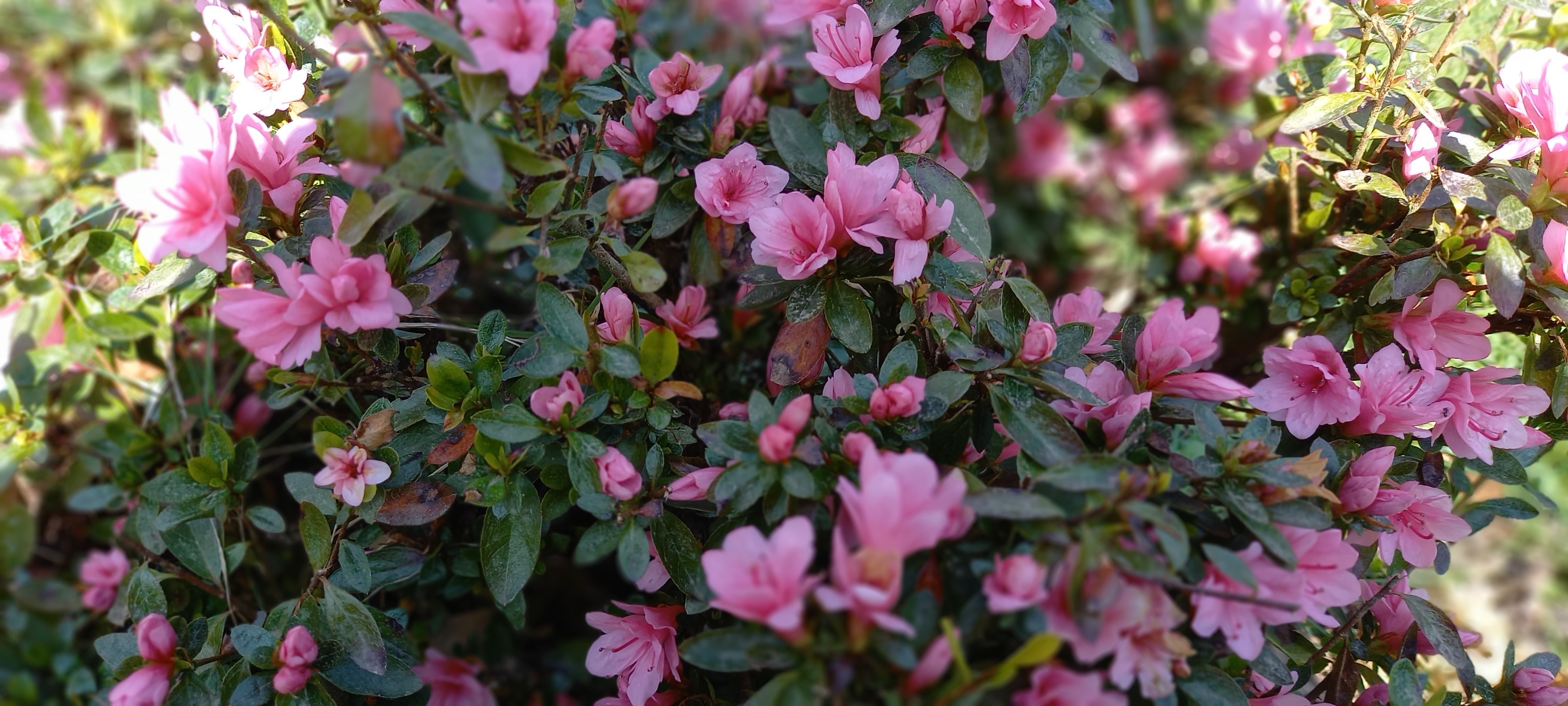 Rhododendron japonica 'Kirin' 