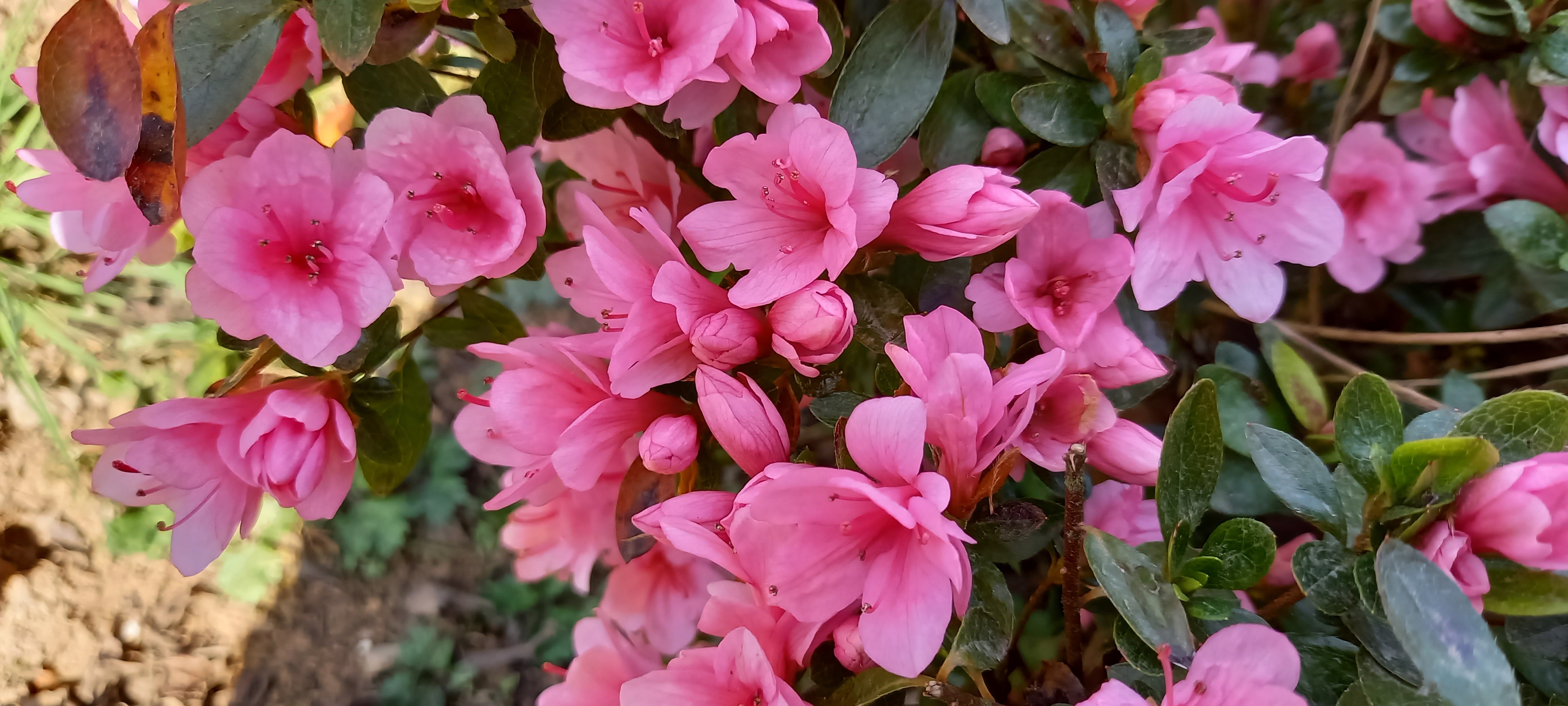 Rhododendron japonica 'Kirin'