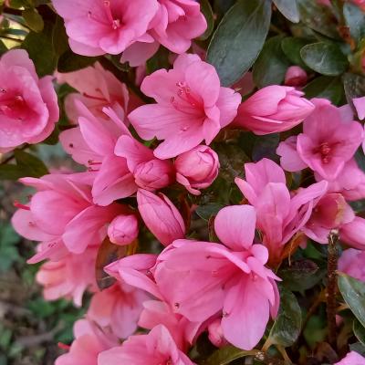 Rhododendron japonica 'Kirin' 2 