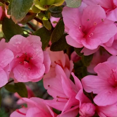 Rhododendron japonica 'Kirin' 3 