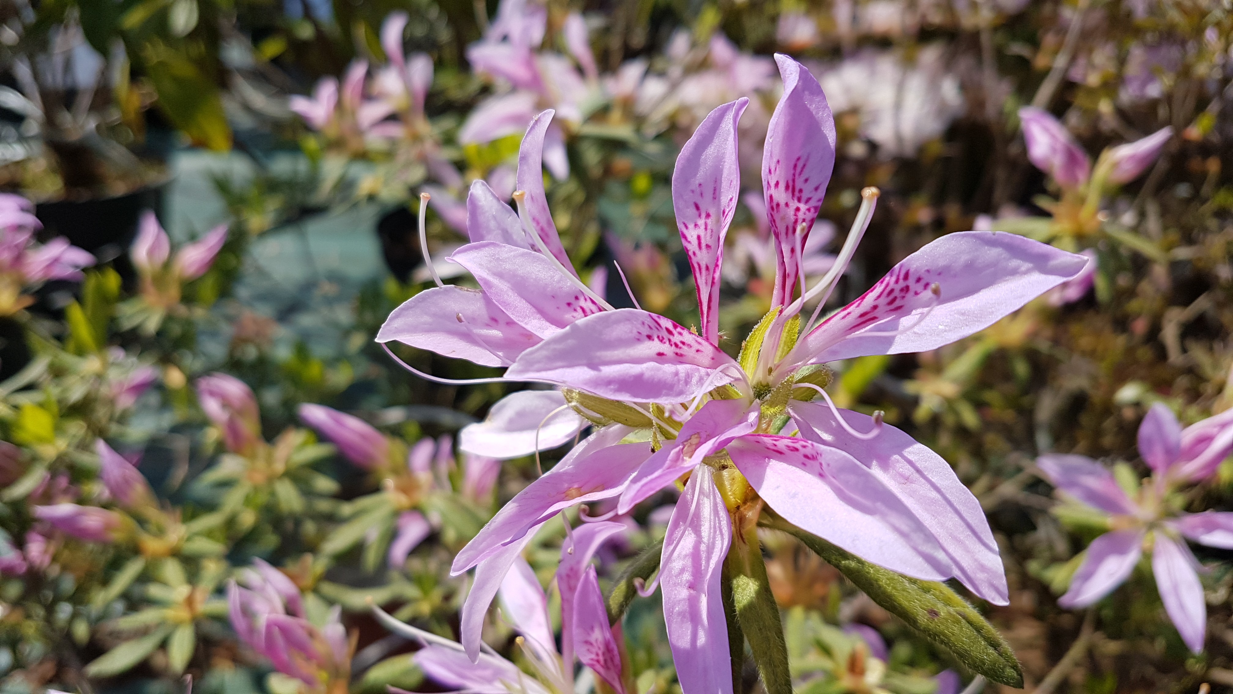 Rhododendron japonica 'Koromo-shikibu'