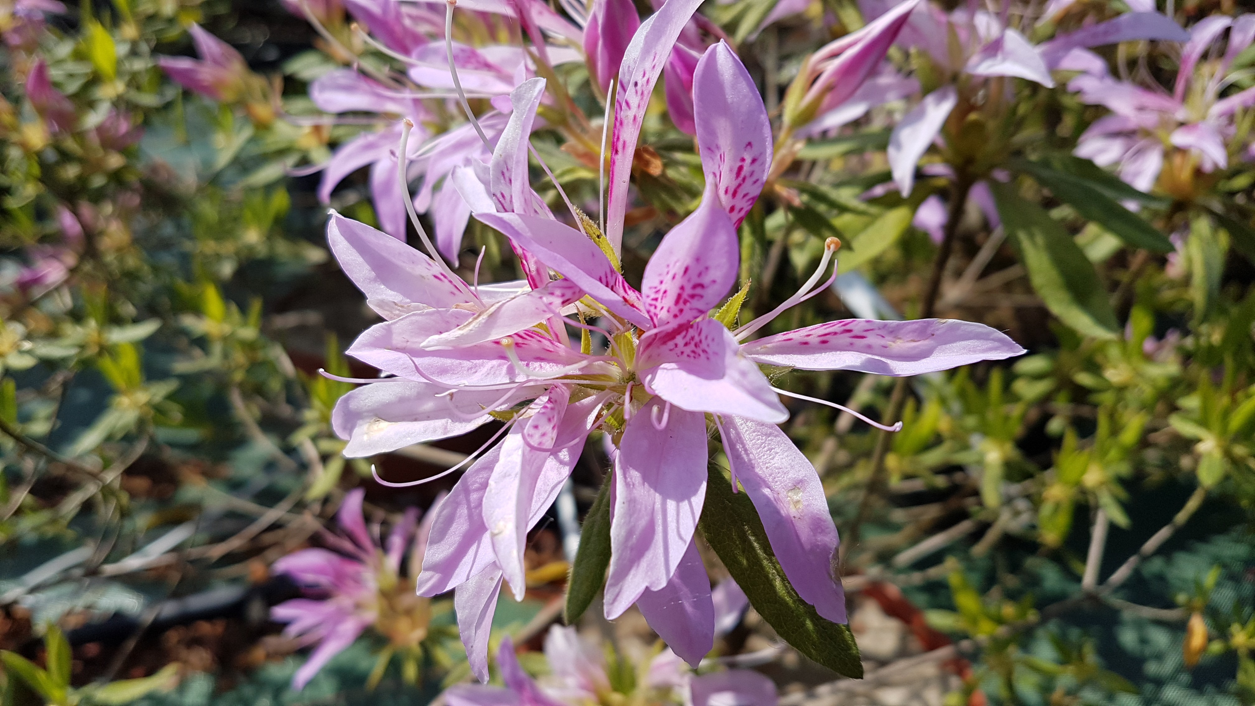 Rhododendron japonica 'Koromo-shikibu'