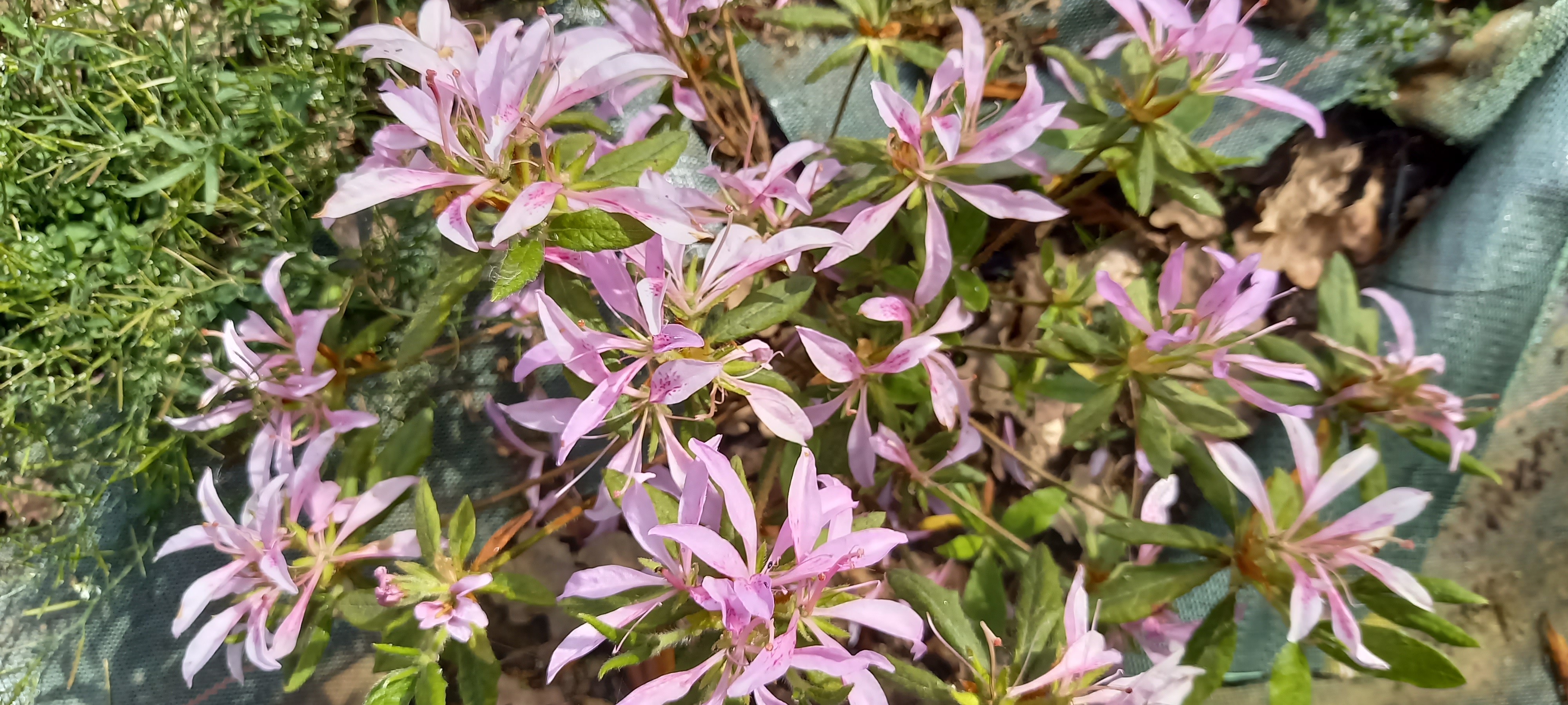 Rhododendron japonica 'Koromo-shikibu'