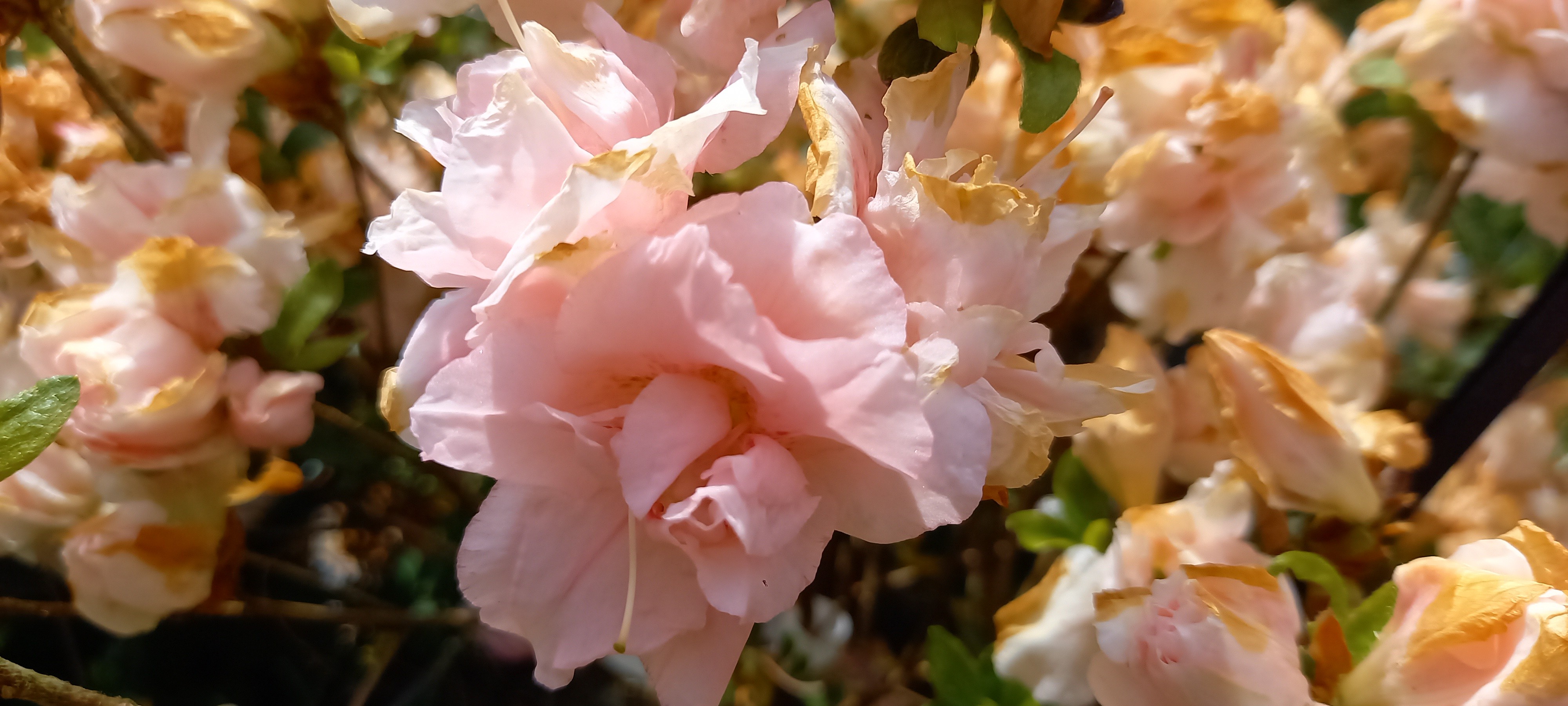 Rhododendron japonica 'Lady Louise' 