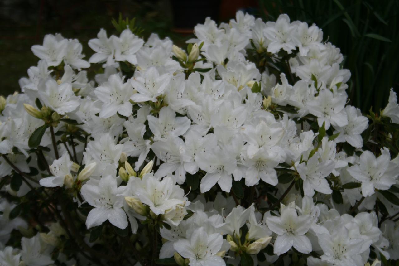 Rhododendron japonica 'Luzy'