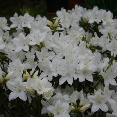 Rhododendron japonica 'Luzy'-5-