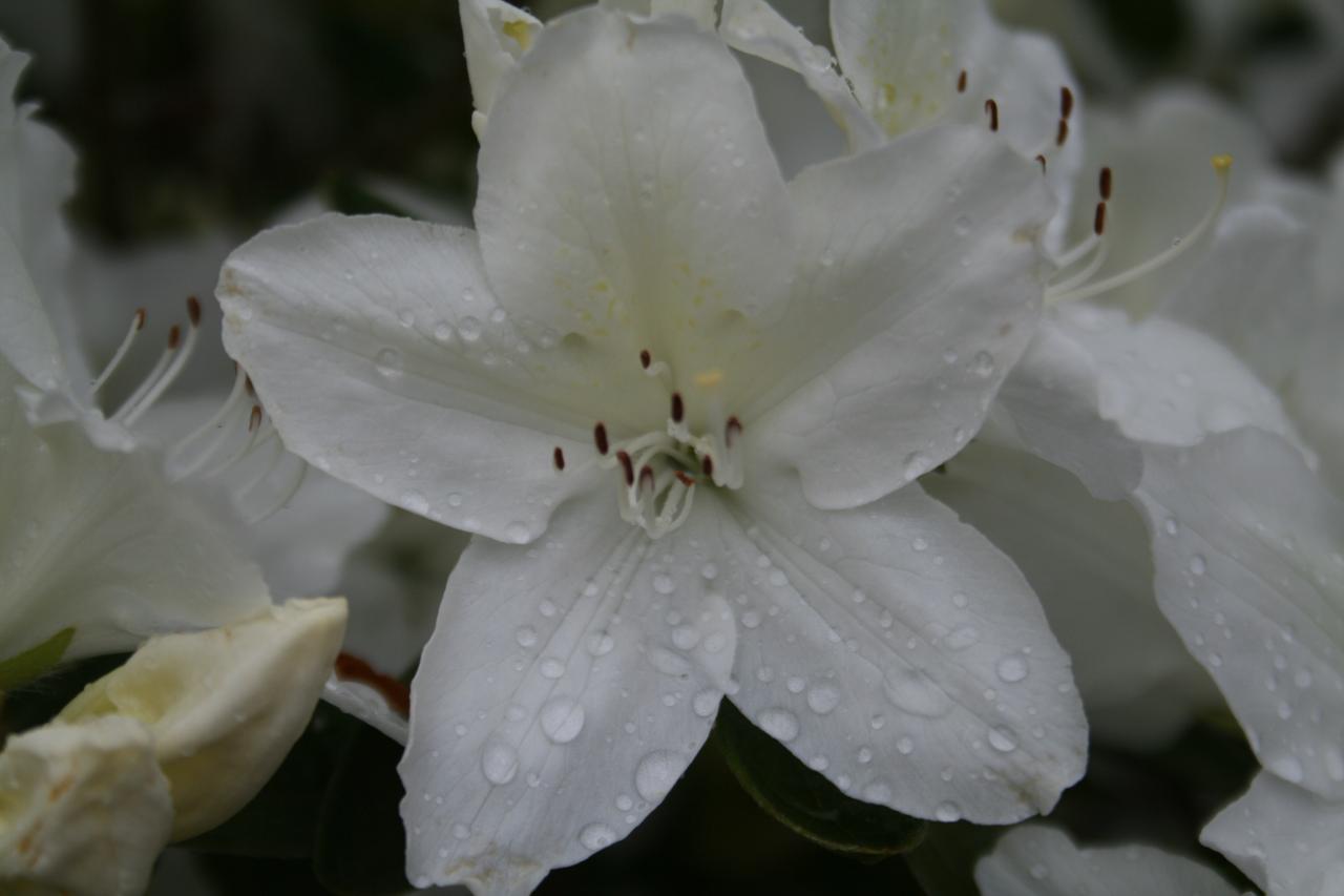 Rhododendron japonica 'Luzy'