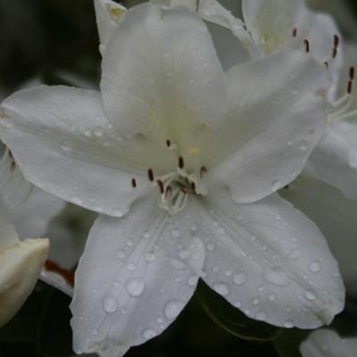 Rhododendron japonica 'Luzy'-6-