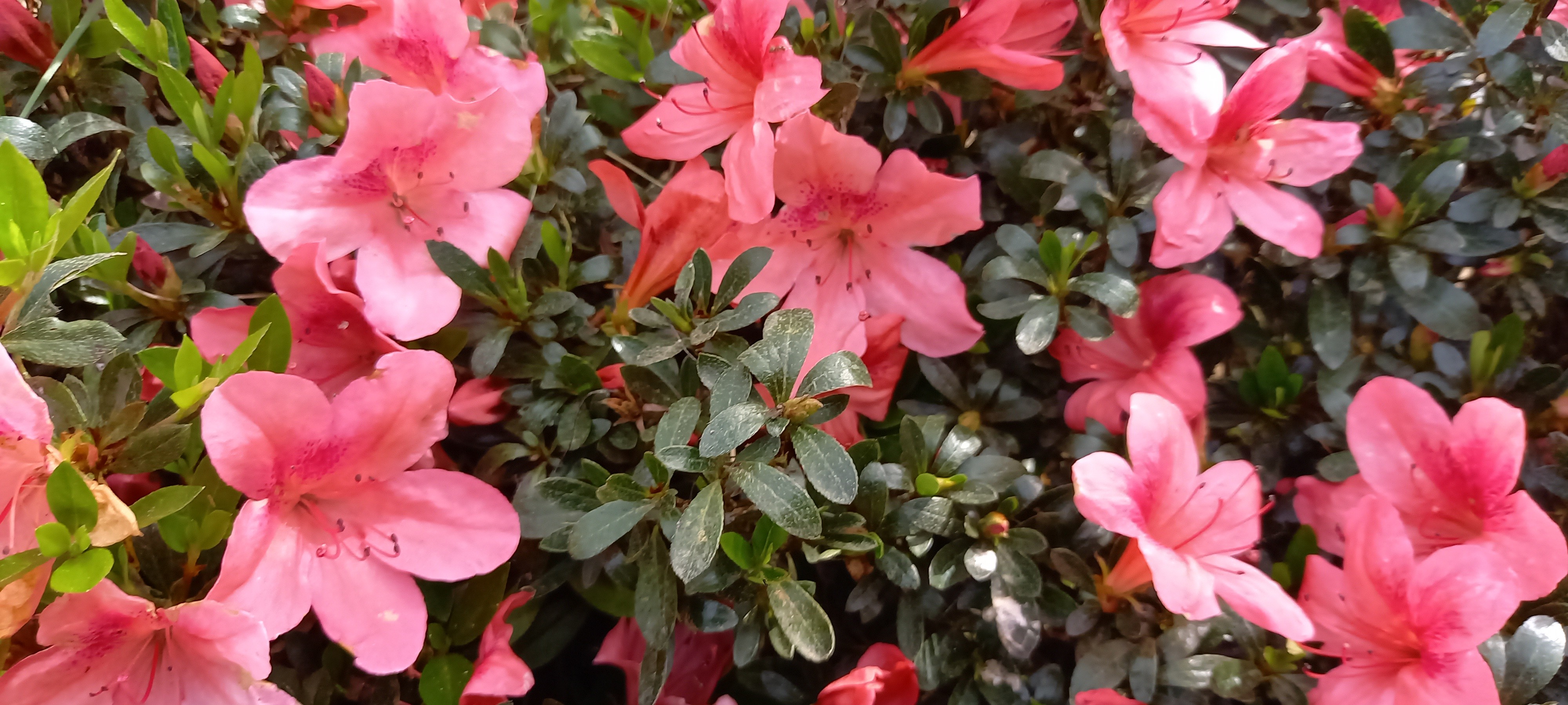 Rhododendron japonica 'Macrostemon'