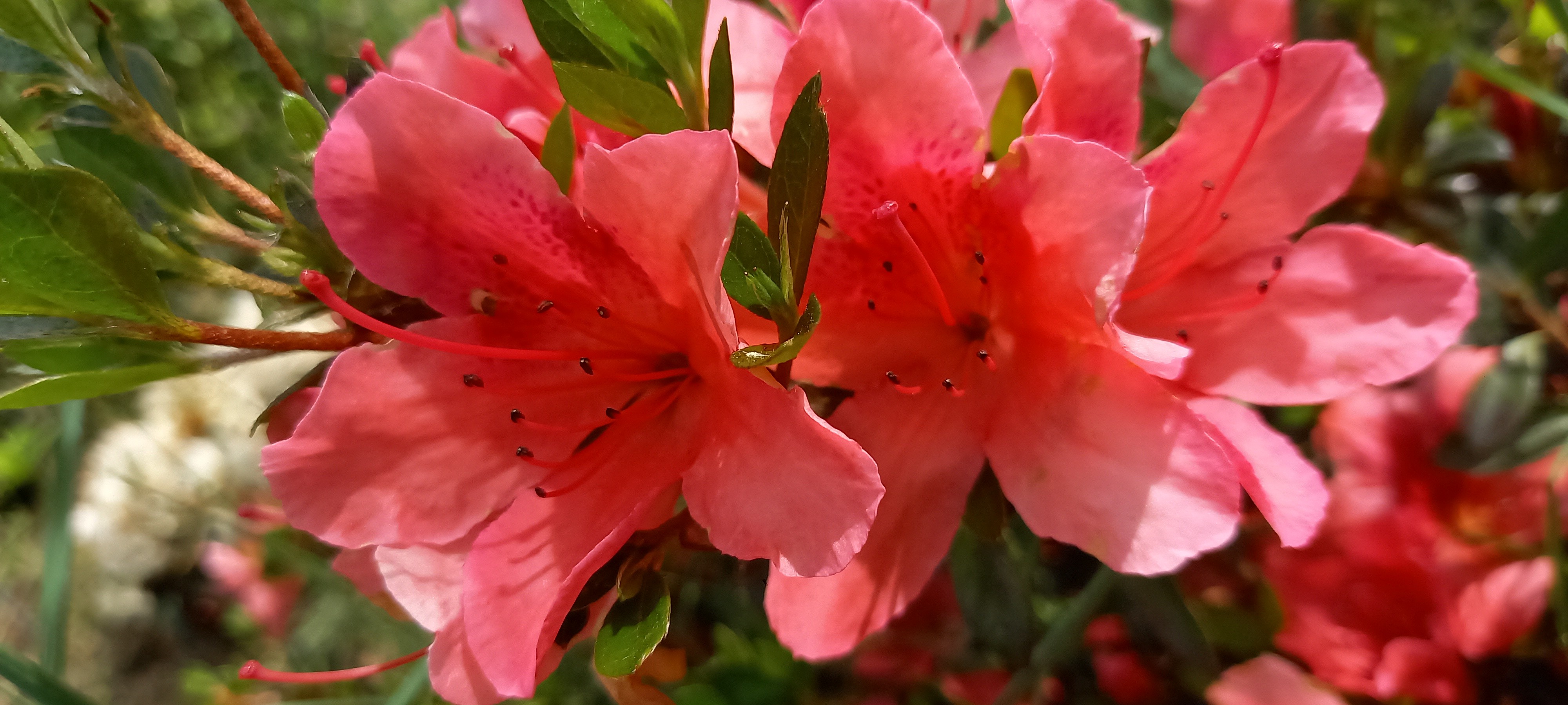 Rhododendron japonica 'Macrostemon'