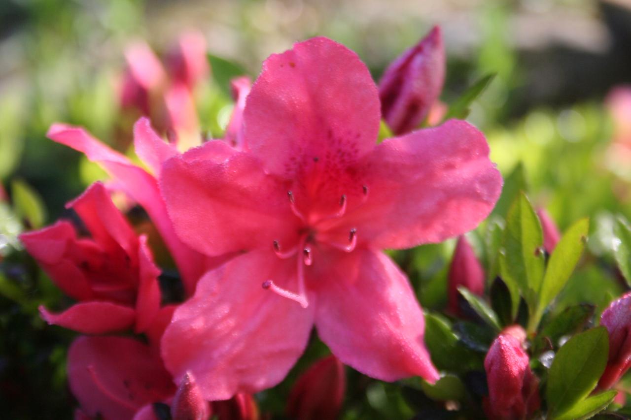 Rhododendron japonica 'Macrostemon'