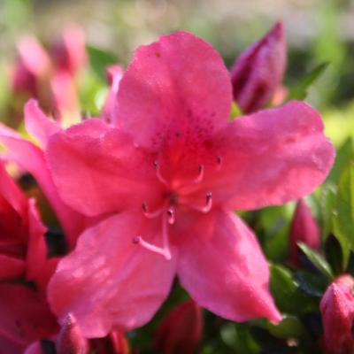 Rhododendron japonica 'Macrostemon'