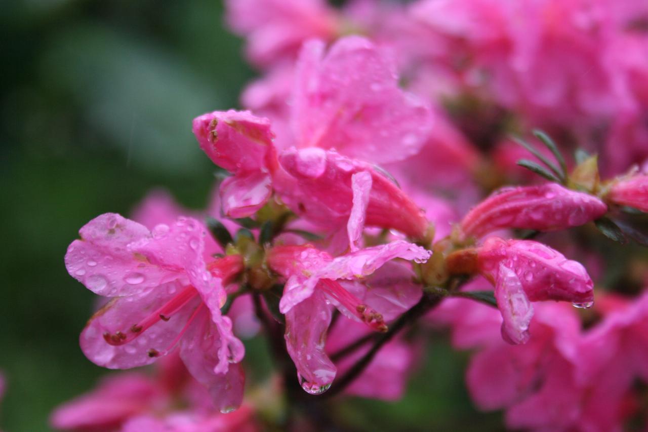 Rhododendron japonica 'Madame Van Hecke'