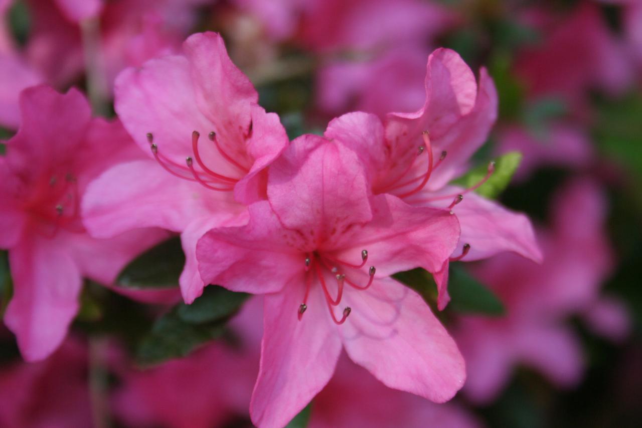 Rhododendron japonica 'Madame Van Hecke'