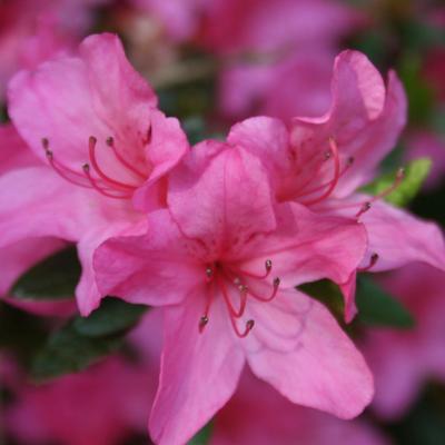 Rhododendron japonica 'Madame van Hecke'-6-